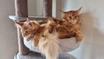 Maine Coon Kitten met Stamboom, Meerdere dieren, Gechipt, 0 tot 2 jaar