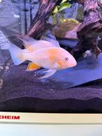 Acarichthys heckelii albino Koppel, Dieren en Toebehoren, Vissen | Aquariumvissen, Vis, Zoetwatervis, Schoolvis