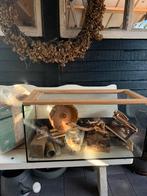 Hamsterhok / muizenverblijf – 803540 cm, Dieren en Toebehoren, Gebruikt, Hok, Hamster, 75 tot 110 cm