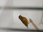 Jonge kanarie 2025, Dieren en Toebehoren, Vogels | Kanaries, Vrouwelijk, Kleurkanarie