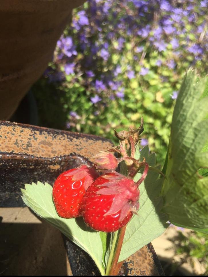 biologische planten zoete aardbeien frambozen, Tuin en Terras, Planten | Fruitbomen, Overige soorten, Minder dan 100 cm, Volle zon