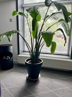 Plant | Strelitzia Nicolai | Paradijsvogelvloem | Kamerplant, Groene kamerplant, Ophalen, Overige soorten, 150 tot 200 cm