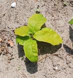 Jonge eikenboom uit volle grond, Tuin en Terras, Ophalen, Vaste plant, Overige soorten