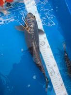 Koi, Dieren en Toebehoren, Karper of Koi