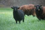 Zwoegervrije Ouessant ooien., Dieren en Toebehoren, Schapen, Geiten en Varkens, Vrouwelijk, Schaap