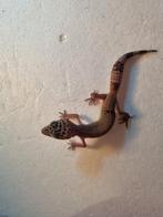 Luipaardgekko eublepharis macularis 0.0.1 #9, Hagedis