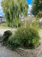 Bamboe Fargesia, Tuin en Terras, Ophalen, Bloeit niet, Halfschaduw, Overige soorten