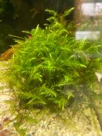 Fontinalis antipyretica, Ophalen of Verzenden, Zo goed als nieuw, Plant(en), Steen of Hout