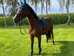 11 jarige KWPN E-Pony Te Koop, Dieren en Toebehoren, Pony's, B, Gechipt, Springpony, 11 jaar of ouder
