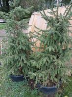 2 Kerstbomen in pot, Overige soorten, Zomer, Ophalen, Volle zon