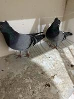 Serbische duiven, Dieren en Toebehoren, Vogels | Duiven, Meerdere dieren, Overige soorten