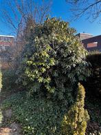 Rododendron en andere planten, Tuin en Terras, Halfschaduw, Overige soorten, Lente, 100 tot 250 cm