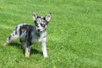 Husky kruising Australische herder pups, Dieren en Toebehoren, België, Rabiës (hondsdolheid), 15 weken tot 1 jaar, Meerdere