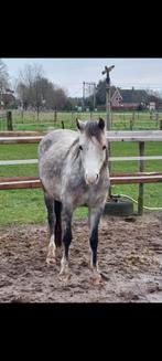 Prachtige welsh pony, Dieren en Toebehoren, Paarden, Merrie