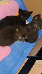 2 Kittens zoeken nog een toekomstig huisje, Meerdere dieren