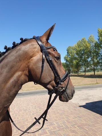 Passier Blu Spirit Hoofdstel Blinky met Strass en Lak, Full beschikbaar voor biedingen