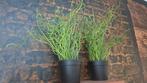 2x kunstplanten, Ophalen, Overige soorten, Volle zon