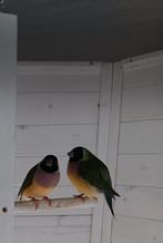 2 Gouldamadines, Dieren en Toebehoren, Vogels | Overige Vogels, Vrouwelijk, Tropenvogel