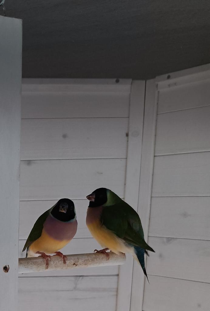 2 Gouldamadines, Dieren en Toebehoren, Vogels | Overige Vogels, Tropenvogel, Vrouwelijk