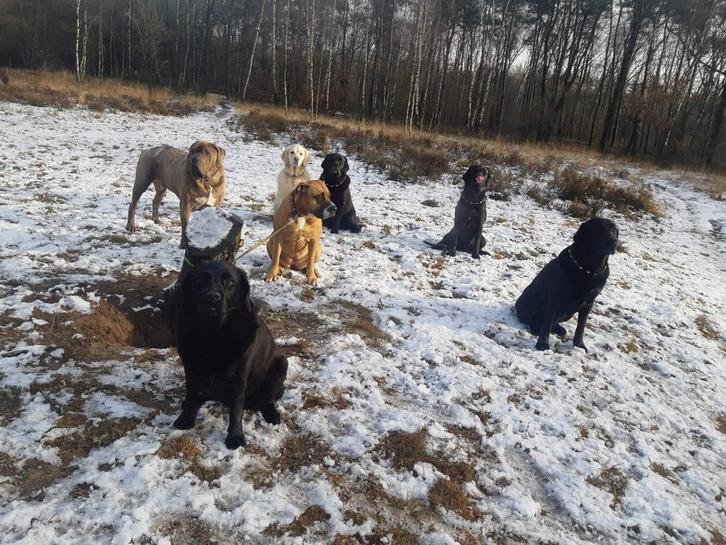 Hondenuitlaatservice & gedragsdeskundige MMD Secucare, Diensten en Vakmensen, Dieren | Honden | Verzorging, Oppas en Les