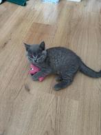 Britse korthaar 😸, Dieren en Toebehoren, Katten en Kittens | Raskatten | Korthaar, Gechipt, 0 tot 2 jaar, Kater