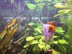 Diverse vissen te koop TEAB, Dieren en Toebehoren, Vissen | Aquariumvissen, Vis