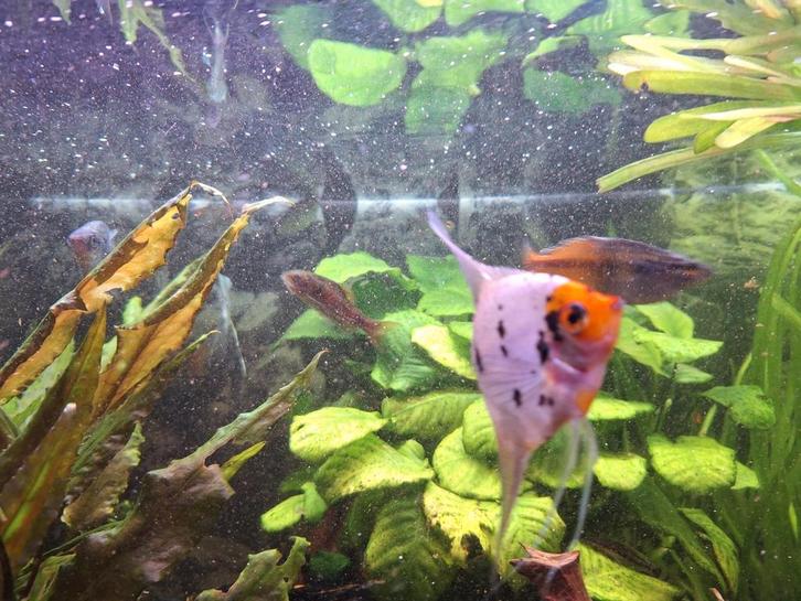 Diverse vissen te koop TEAB, Dieren en Toebehoren, Vissen | Aquariumvissen, Vis