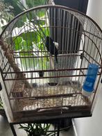 enkele twa twa ,s, Dieren en Toebehoren, Vogels | Overige Vogels, Meerdere dieren, Wildzangvogel, Geringd