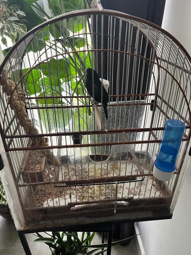 enkele twa twa ,s, Dieren en Toebehoren, Vogels | Overige Vogels, Wildzangvogel, Meerdere dieren, Geringd