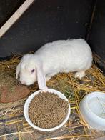 Hangoor dwerg konijn NHD, Dieren en Toebehoren, Konijnen, Mannelijk, Dwerg, Hangoor