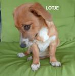 Lotje is in Nederland!! Nog beschikbaar voor adoptie, Dieren en Toebehoren, Honden | Niet-rashonden, Particulier, Rabiës (hondsdolheid)