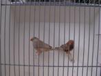 koppel bruine zebravinken, Dieren en Toebehoren, Vogels | Overige Vogels, Meerdere dieren
