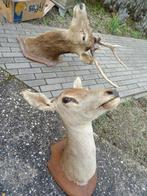 mooie grote Franse hertenkop (2), Ophalen, Zo goed als nieuw, Beeldje of Figuurtje