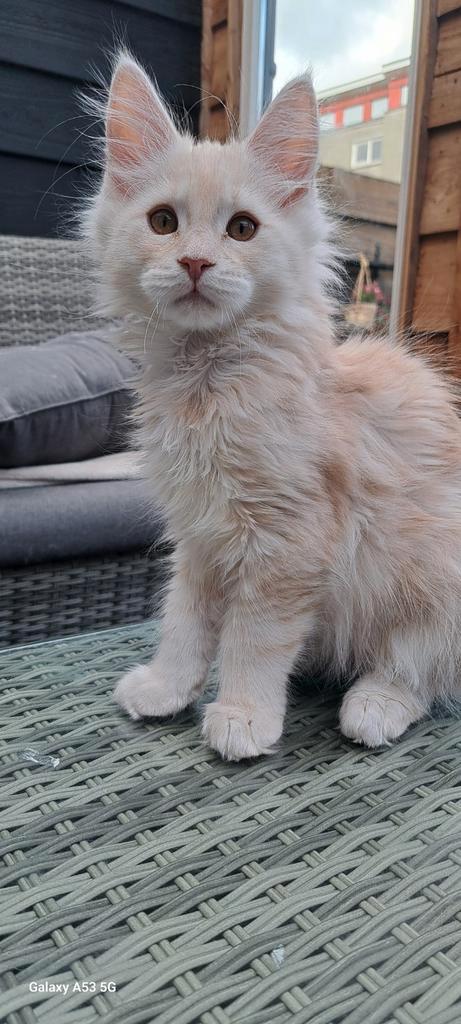Maine Coon kittens 100% katertjes, Dieren en Toebehoren, Katten en Kittens | Raskatten | Langhaar, Kater, Gechipt