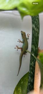 0.5 lygodactylus williamsi, Dieren en Toebehoren, Reptielen en Amfibieën, Hagedis, 0 tot 2 jaar