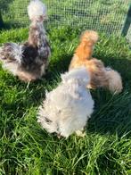 3 hennen 🐥Usa zijdehoen geent 12wk 💯% hen garantie✅, Vrouwelijk, Kip