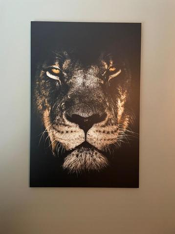 Posterjunkie Leeuw Alu-dibond beschikbaar voor biedingen