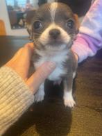 Grijze chihuahua pup, België, Particulier, Reu, 8 tot 15 weken