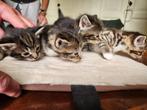 3 prachtige Europese korthaar kittens beschikbaar, Dieren en Toebehoren, Meerdere dieren