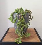 Crassula Hottentot plant, Ophalen, Vetplant, Halfschaduw, Minder dan 100 cm