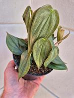 Philodendron Burle Marx Fantasy p12 (3)