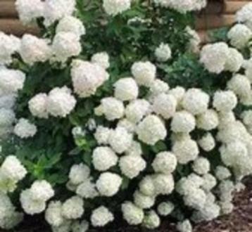 Hydrangea pan. Little Lime (compacte pluimhortensia) pot beschikbaar voor biedingen