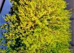 Vijverplanten voor zuurstof/filtering, Tuin en Terras, Vijvers, Ophalen, Nieuw