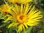 Inula helenium – Griekse alant, Bio, Overige soorten, Volle zon, Vaste plant, Ophalen of Verzenden