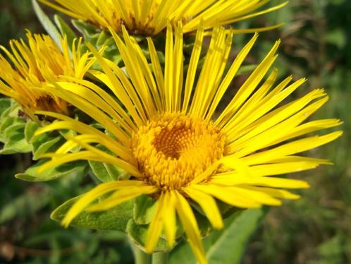 Inula helenium – Griekse alant, Bio, Tuin en Terras, Planten | Tuinplanten, Vaste plant, Overige soorten, Volle zon, Zomer, Ophalen of Verzenden