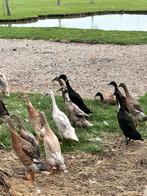 Loopeenden, Dieren en Toebehoren, Meerdere dieren, Eend