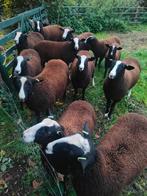 Zwartbles rammen te koop, Dieren en Toebehoren, Mannelijk, Schaap, 0 tot 2 jaar