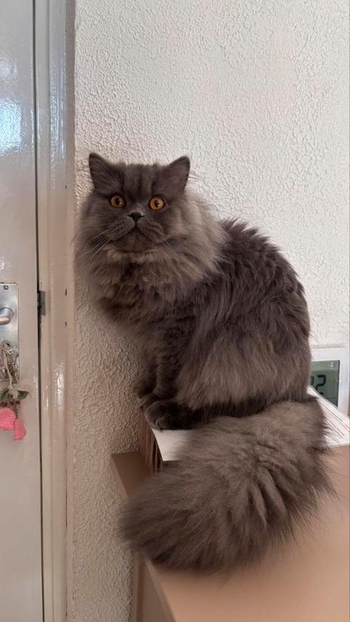 Dekkater britse langhaar ( NIET TE KOOP ), Dieren en Toebehoren, Katten en Kittens | Raskatten | Langhaar, Kater