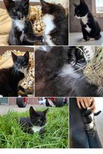Leuke schattige kitten poesje, Onvlooid ontwormd, Dieren en Toebehoren, Katten en Kittens | Overige Katten, Poes, Kortharig, 0 tot 2 jaar