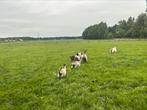 Landgeiten, Dieren en Toebehoren, Meerdere dieren, Geit